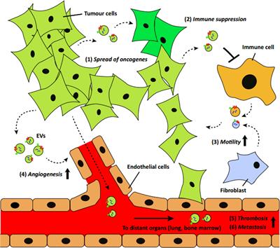 Extracellular Vesicles: An Emerging Nanoplatform for Cancer Therapy